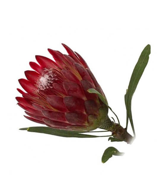 Sementes de Protea Eximia
