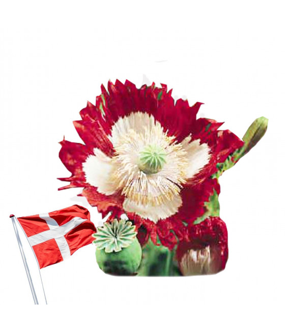 Sementes de Papoila Bandeira da Dinamarca