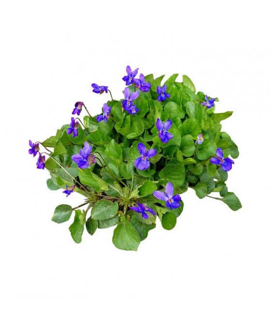 Sementes de Violeta Perfumada Azul - 4 Estações