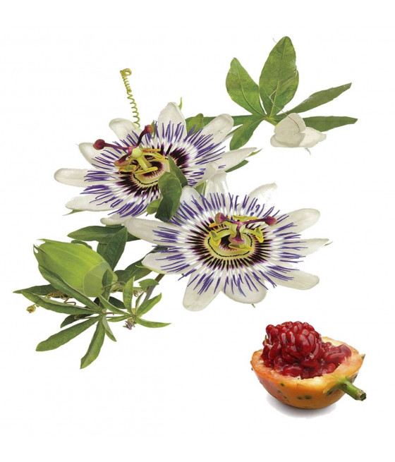 Sementes de Passiflora - Trepadeira