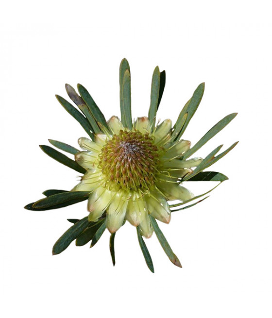 Sementes de Protea Thistle Sugarbush