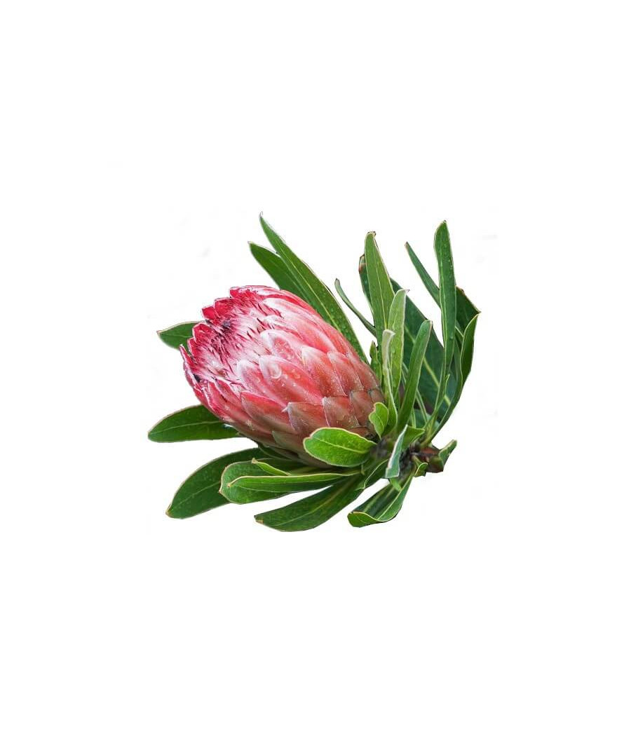 Protea Repens