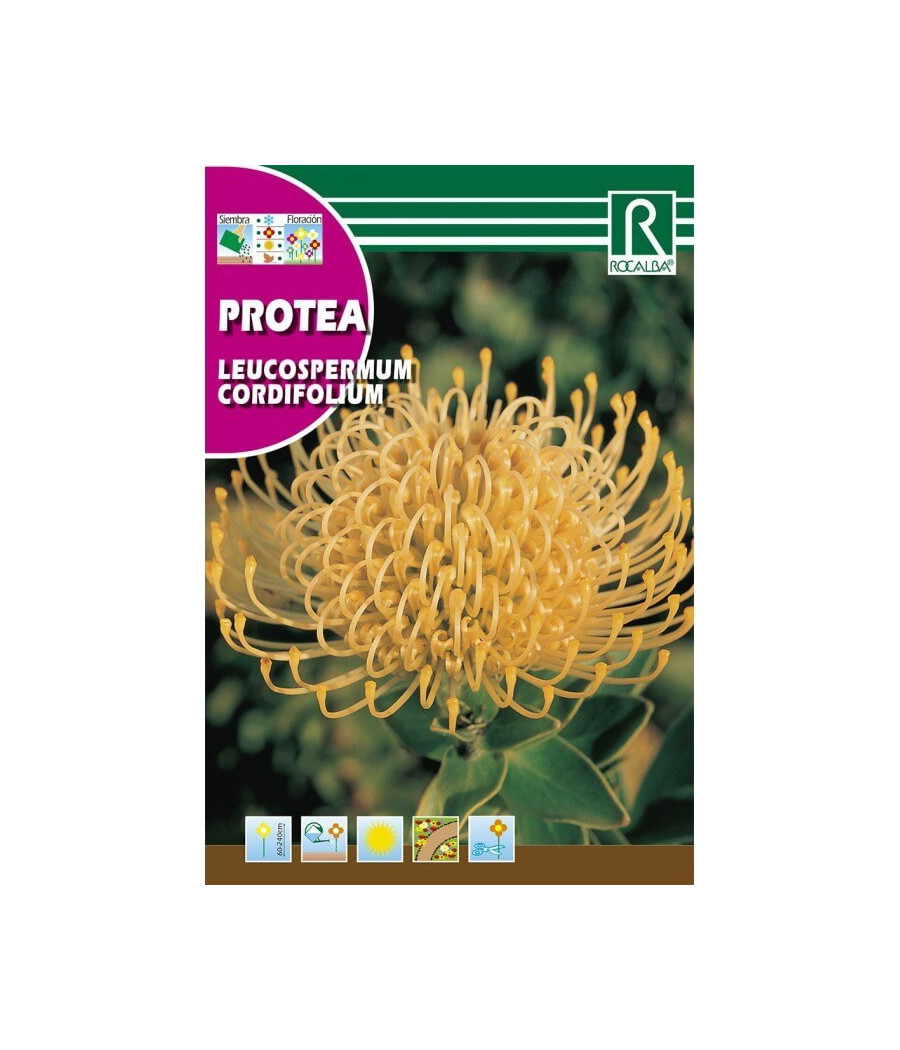 Protea Leucospermum Cordifolium Amarela