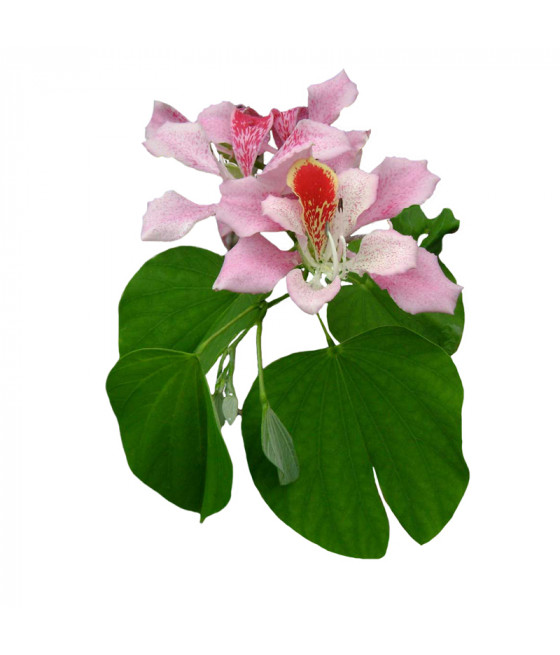 Sementes de Árvore-Orquídea - Rosa