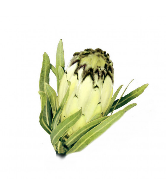 Sementes de Protea Nerifolia Cream