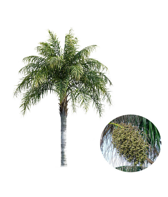 Sementes de Palmeira Rainha - Coco Plumoso - ( Jerivá)