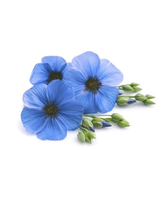 Sementes de Linho Ornamental - Perennial Blue