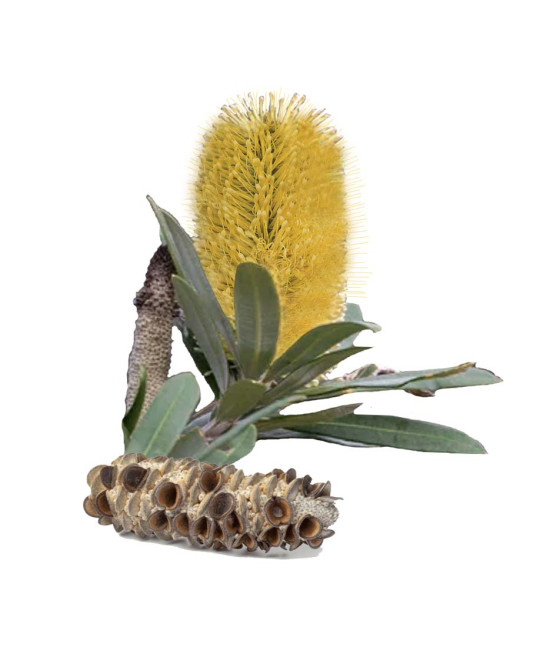 Sementes de Banksia Costeira - Integrifolia